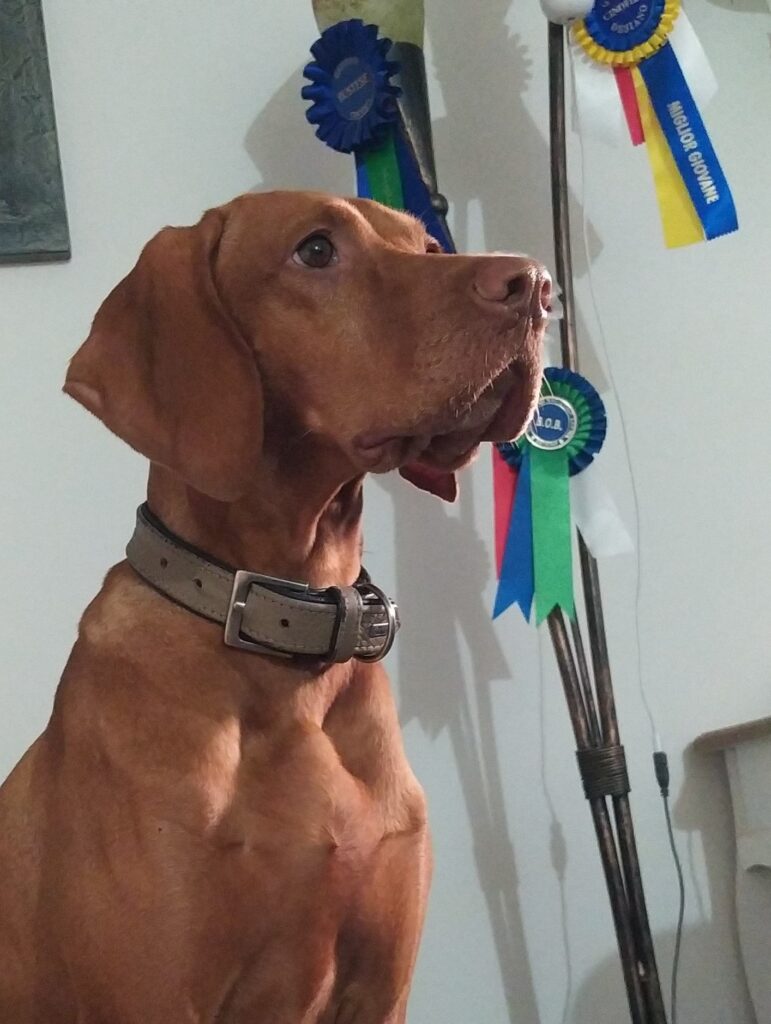 Disponibili ultimi meravigliosi maschietti di Bracco Ungherese (Vizsla)