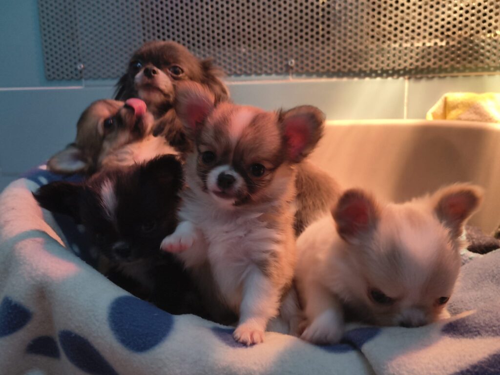 Cucciolata di 4 Chihuahua maschi pelo lungo