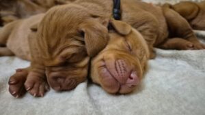 Disponibili ultimi meravigliosi maschietti di Bracco Ungherese (Vizsla)