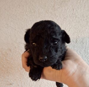 Cuccioli di Barboncino Toy Nero - Total Black