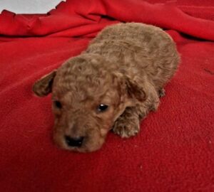 Cuccioli di Barboncino Toy Red