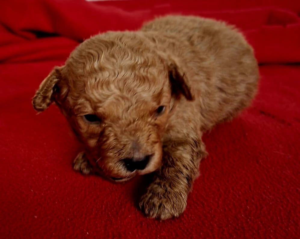 Cuccioli di Barboncino Toy Red