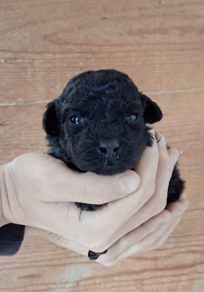 Cuccioli di Barboncino Toy Nero - Total Black