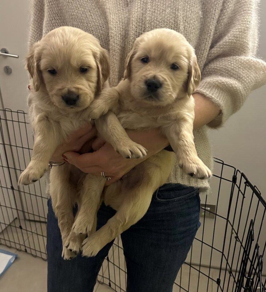 Golden retriver cuccioli