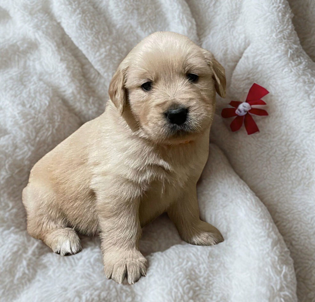 CUCCIOLI GOLDEN RETRIEVER - GENITORI CERTIFICATI