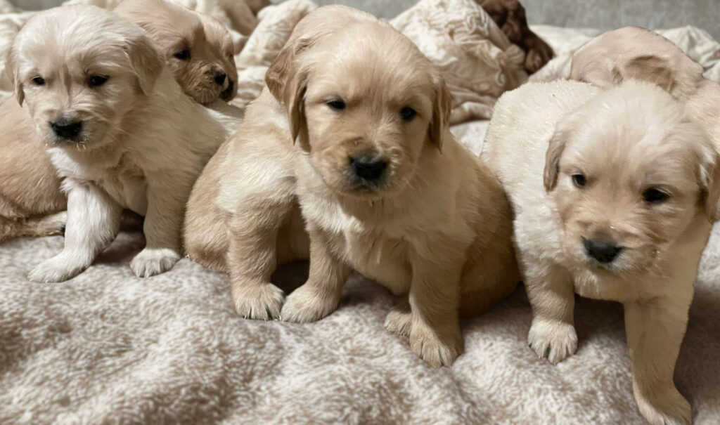 CUCCIOLI GOLDEN RETRIEVER - GENITORI CERTIFICATI