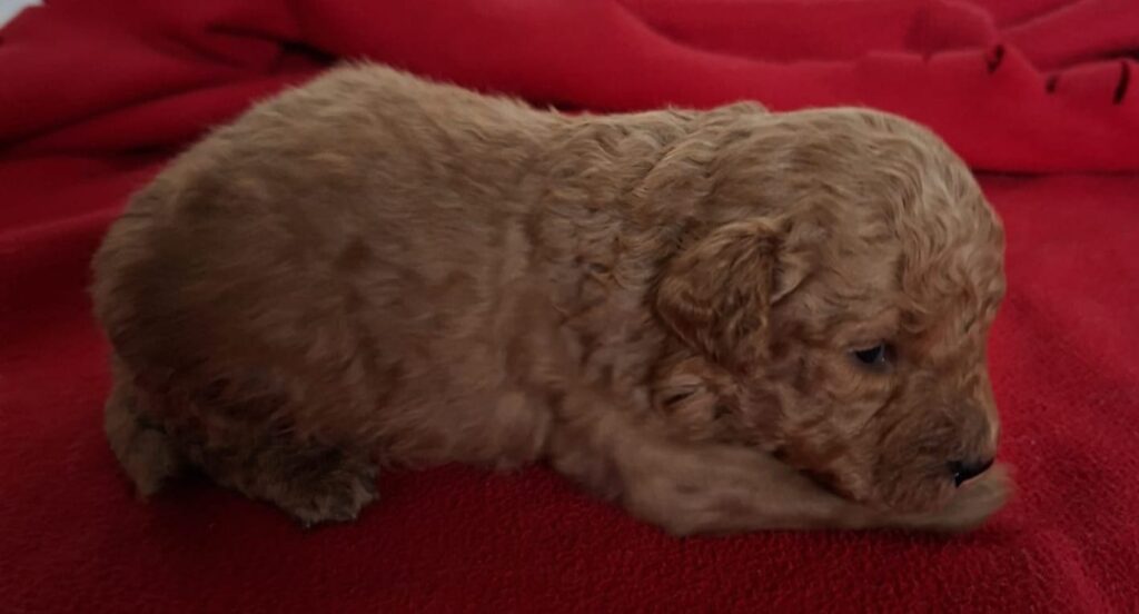 Cuccioli di Barboncino Toy Red