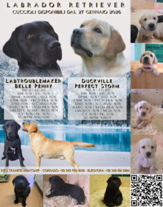 Cuccioli di Labrador Retriever con Pedigree