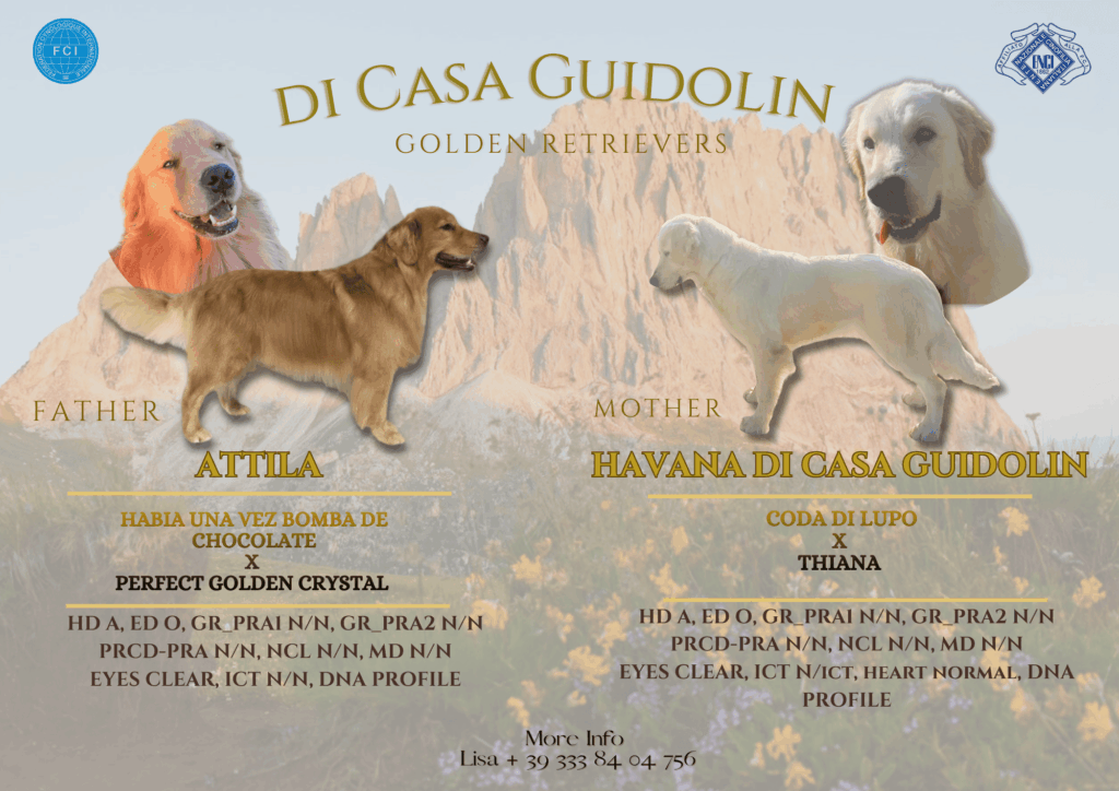 CUCCIOLI GOLDEN RETRIEVER - GENITORI CERTIFICATI