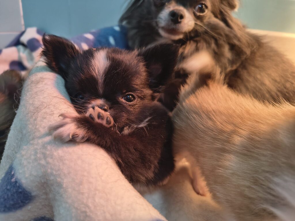 Cucciolata di 4 Chihuahua maschi pelo lungo