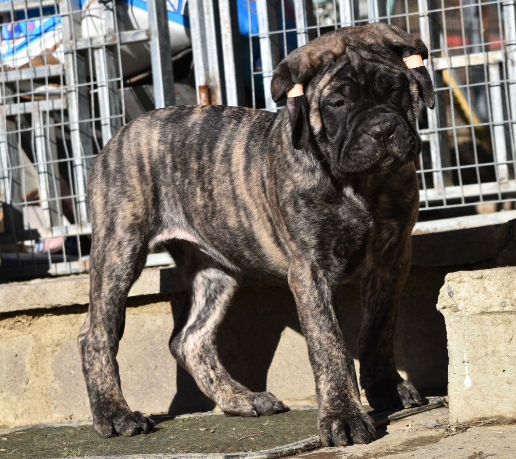 Cuccioli Bullmastiff