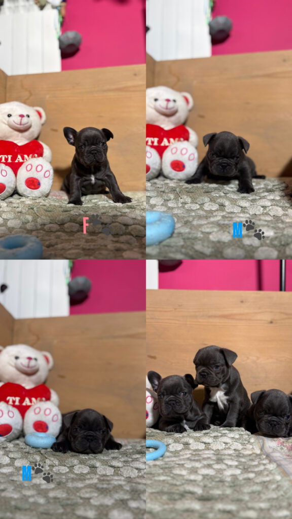 Cuccioli di Bulldog Francese