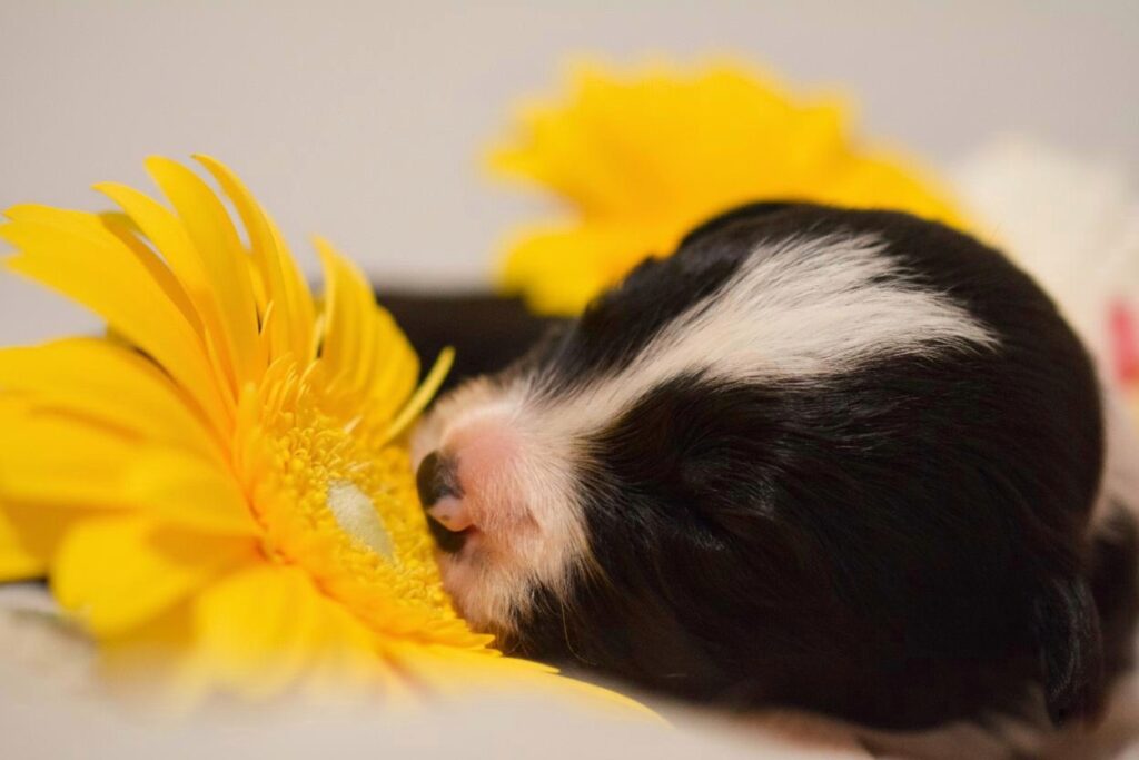 Cuccioli di Border Collie in Emilia Romagna