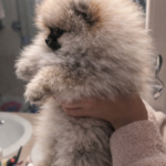 Volpino pomerania femmina con pedigree