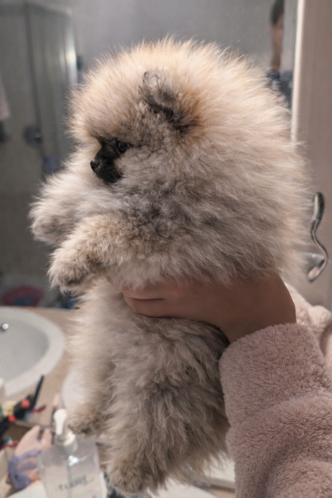 Volpino pomerania femmina con pedigree