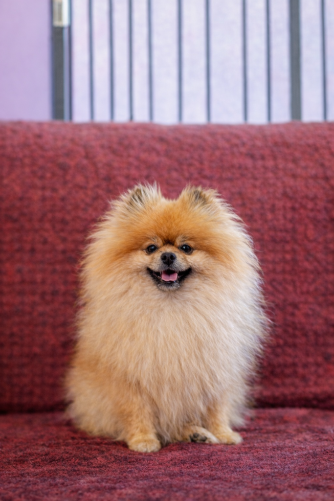 Volpino pomerania femmina con pedigree