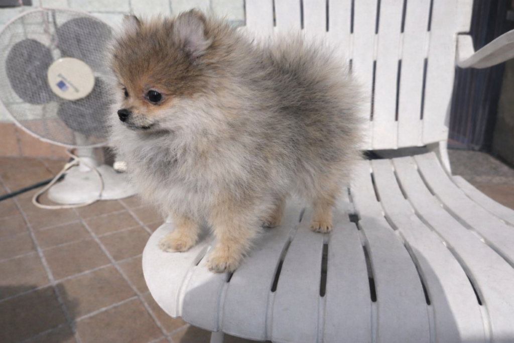 Volpino pomerania femmina con pedigree