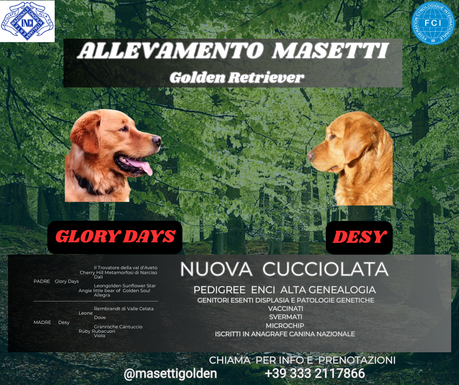 Cuccioli Golden Retriever Alta genealogia