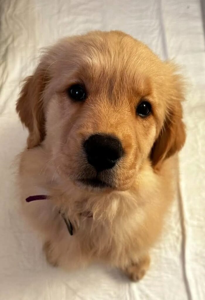 Cuccioli Golden Retriever Alta genealogia