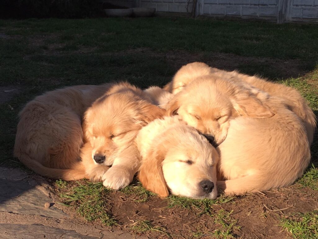 Cuccioli Golden Retriever Alta genealogia