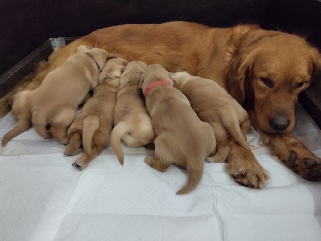 Cuccioli Golden Retriever Alta genealogia