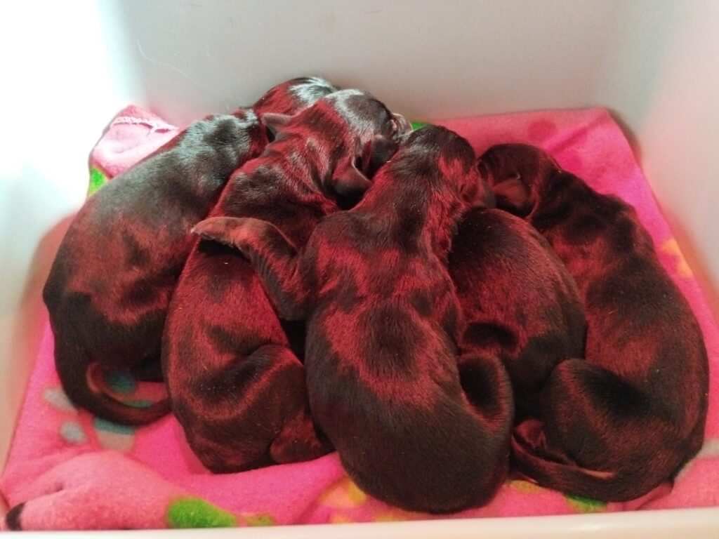 Cuccioli di Dobermann in Toscana