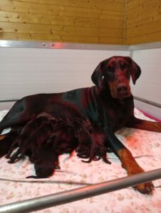 Cuccioli di Dobermann