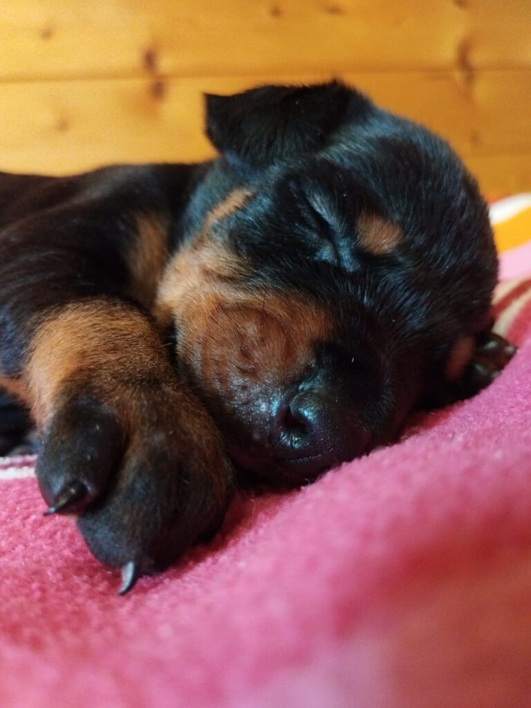 Cuccioli di Dobermann in Toscana