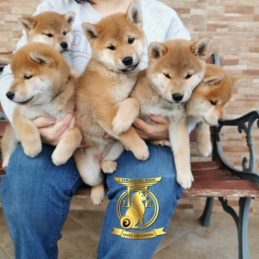 Cuccioli shiba inu