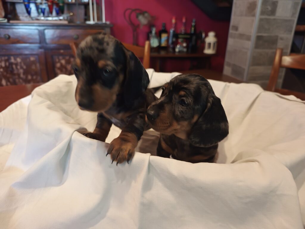 BASSOTTI TEDESCHI PELO CORTO