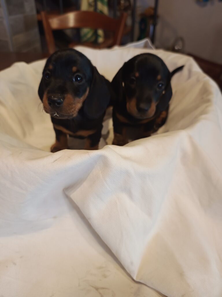 BASSOTTI TEDESCHI PELO CORTO