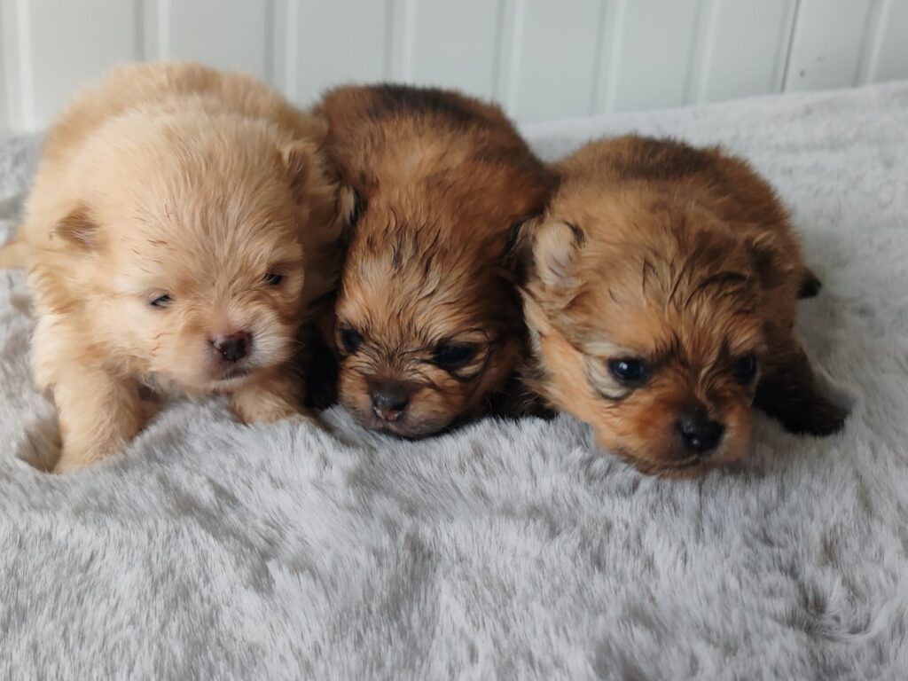 SPITZ POMERANIA CON PEDIGREEE ENCI