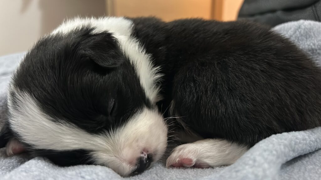 Border collie cuccioli