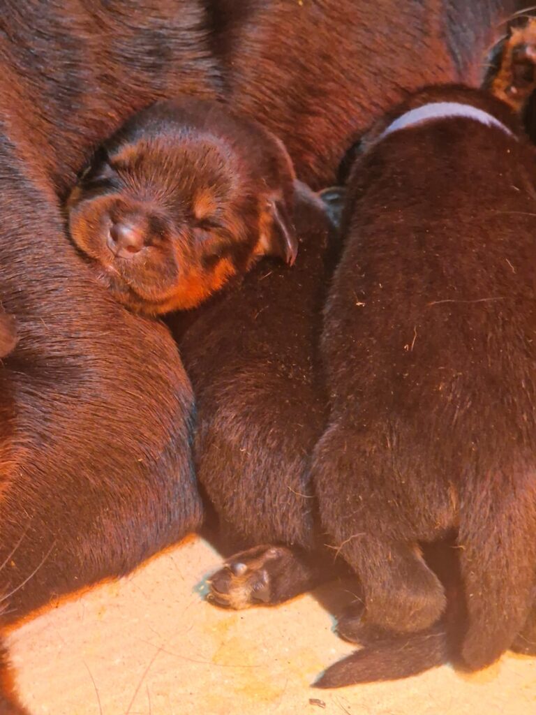CUCCIOLI DI ALTA GENEALOGIA DISPONIBILI