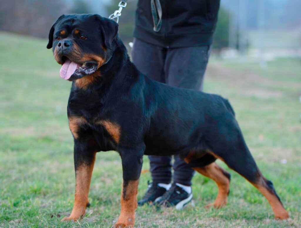 CUCCIOLI DI ALTA GENEALOGIA DISPONIBILI