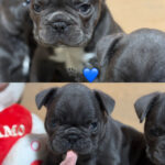 Cuccioli di Bulldog Francese