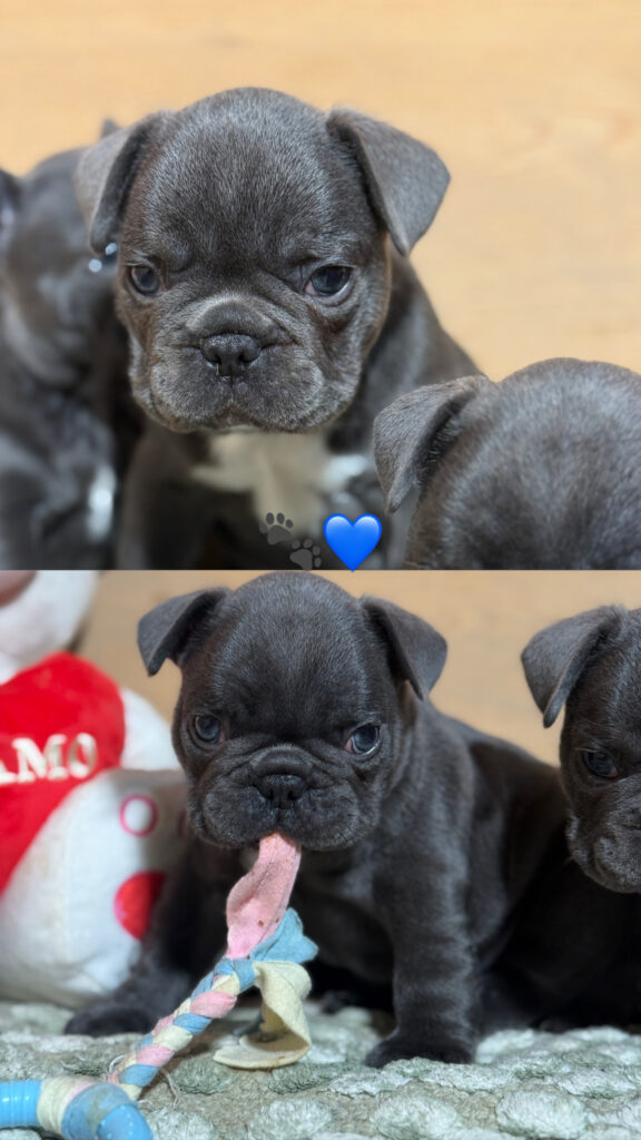 Cuccioli di Bulldog Francese