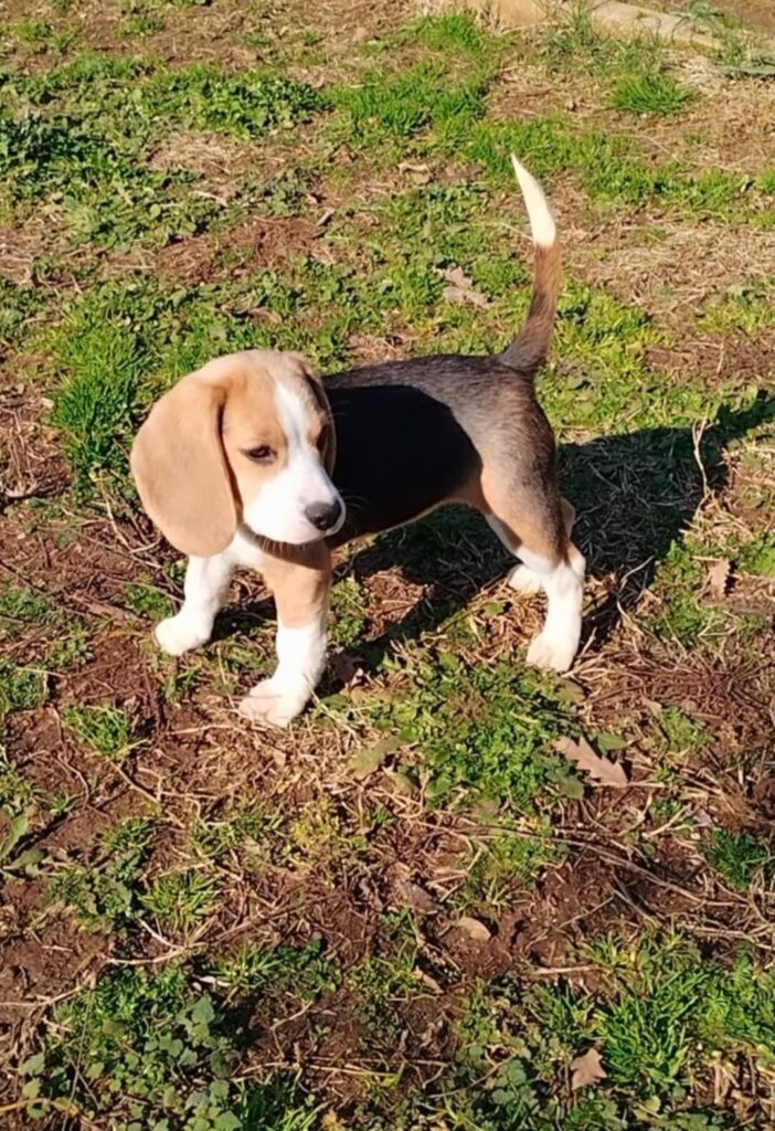 Beagle tricolore