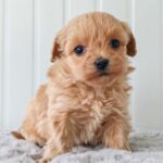 MALTIPOO CUCCIOLI REGGIO EMILIA