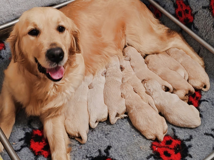 GOLDEN RETRIEVER CON PEDIGREEE ENCI