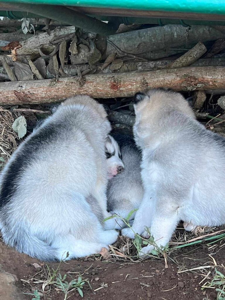 Cuccioli di Siberian husky