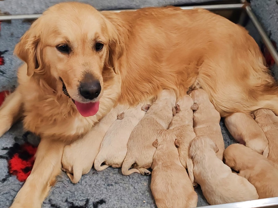 GOLDEN RETRIEVER CON PEDIGREEE ENCI