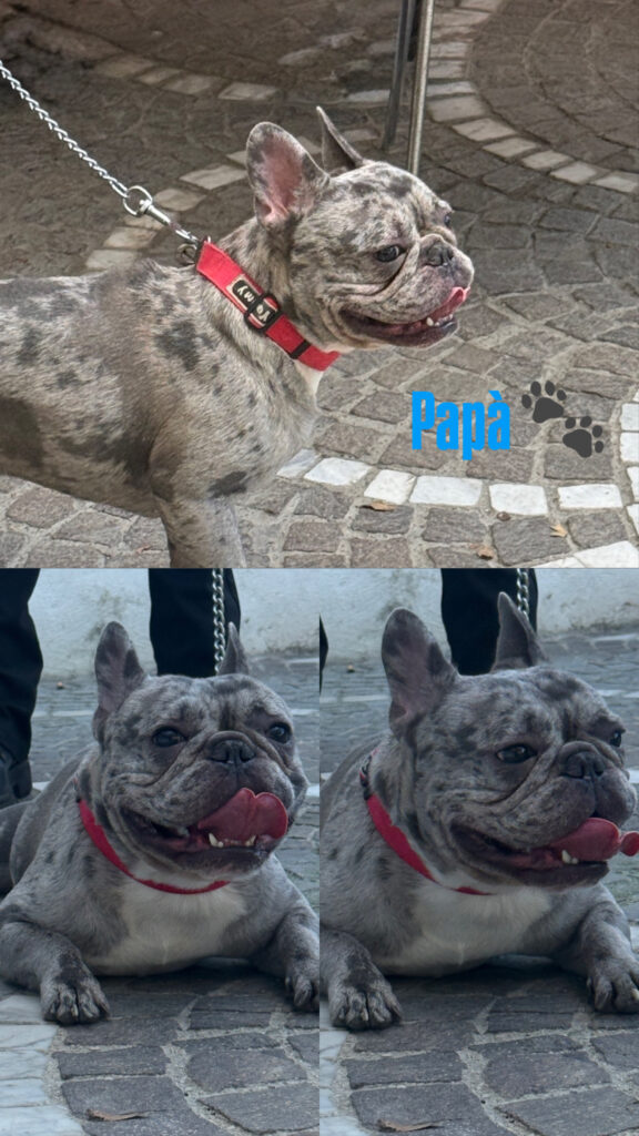 Cuccioli di Bulldog Francese
