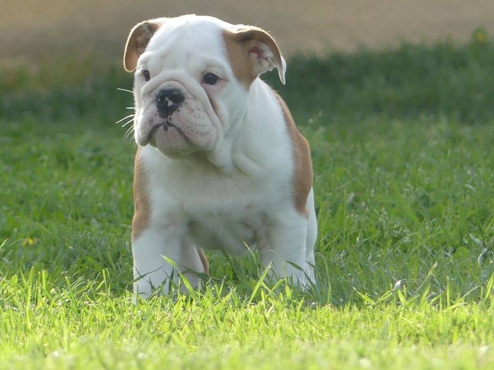 Disponibili Cuccioli di bulldog inglese con pedigree.