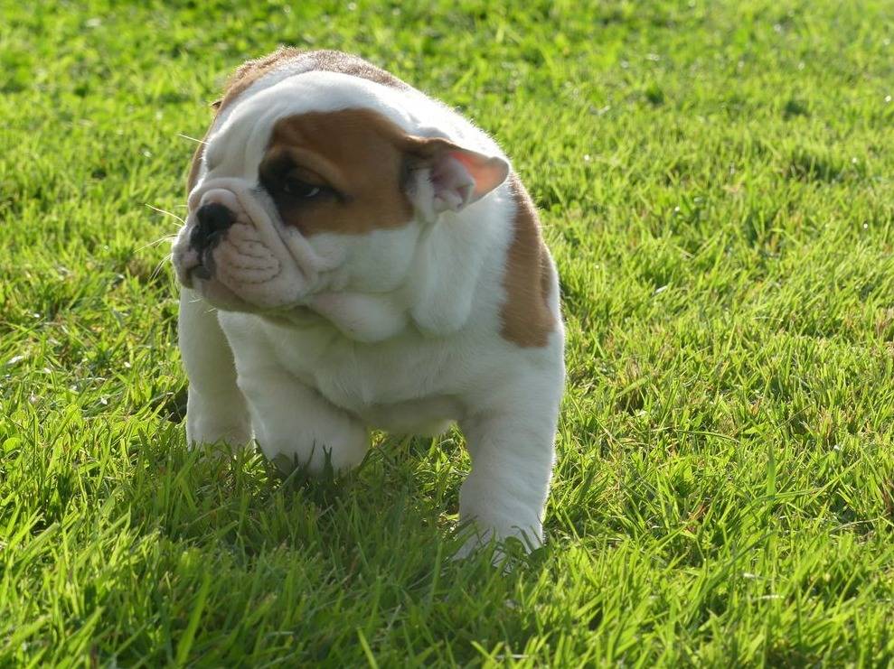 Disponibili Cuccioli di bulldog inglese con pedigree.