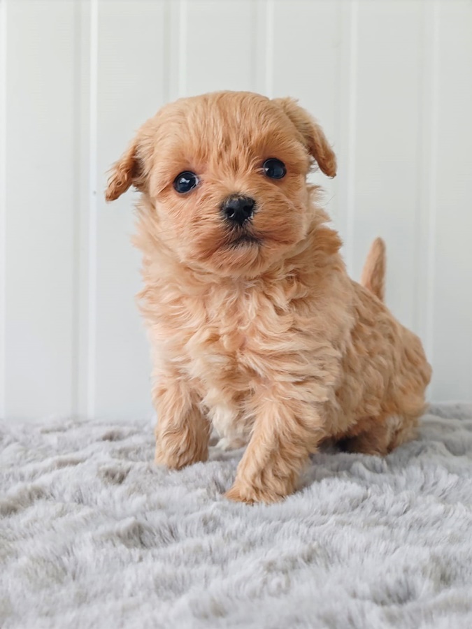 MALTIPOO CUCCIOLI REGGIO EMILIA