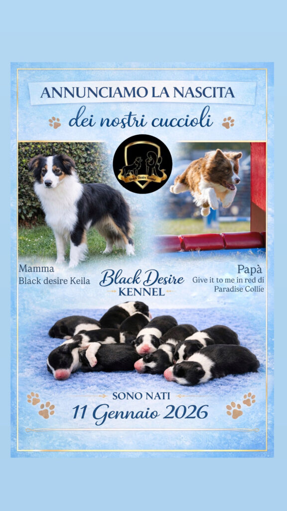 Border collie cuccioli