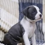 Amstaff blu cuccioli in vendita