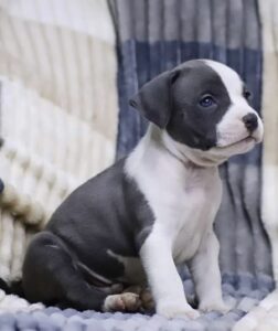 Amstaff blu cuccioli in vendita