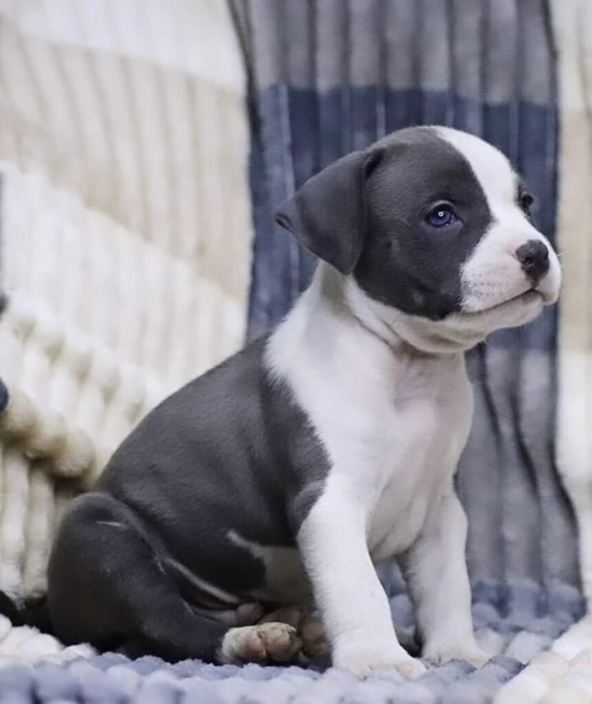 Amstaff blu cuccioli in vendita